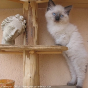 Photo de Ragdoll