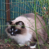 Photo de Ragdoll