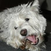 Photo de West highland white terrier