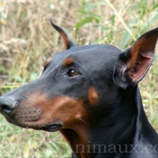 Photo de Dobermann