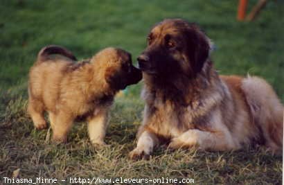 Photo de Leonberg