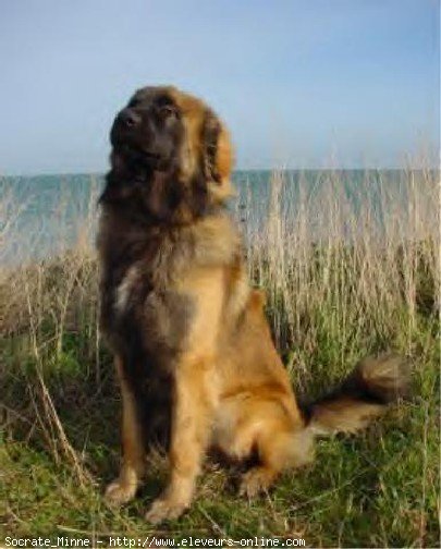 Photo de Leonberg