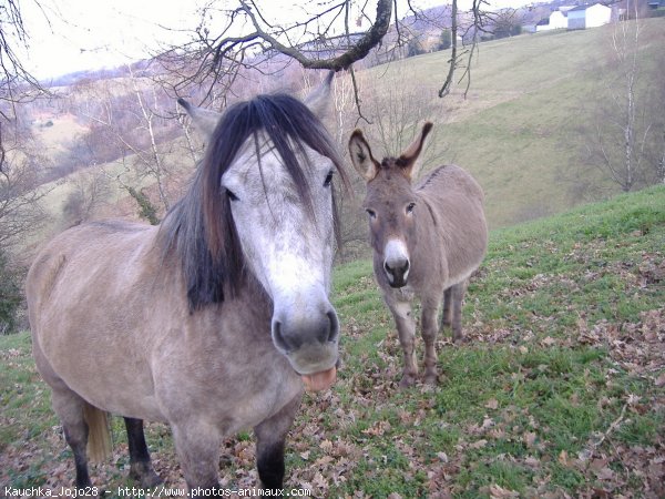 Photo de Croisement