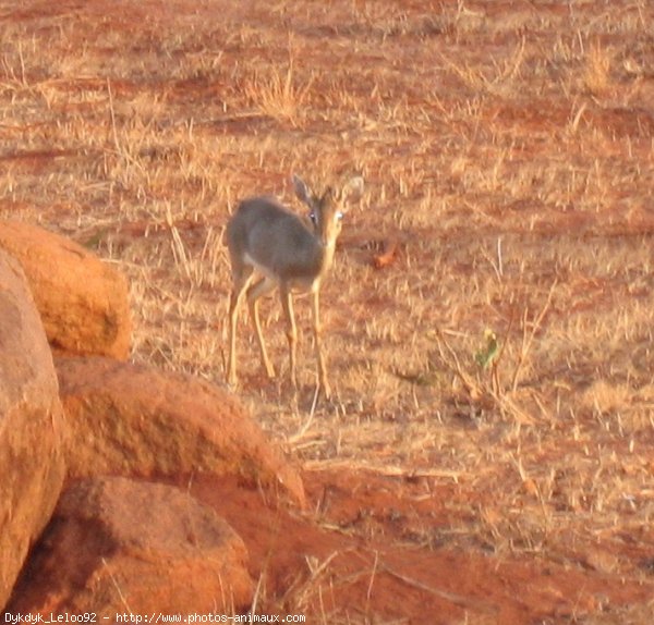 Photo de Gazelle