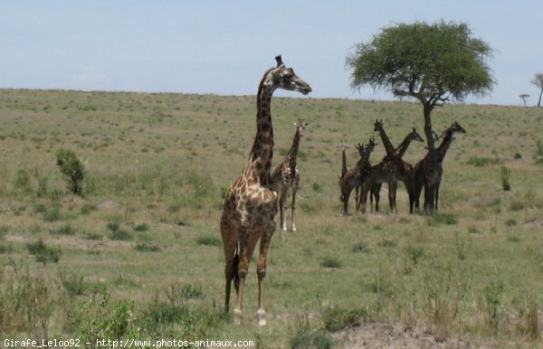 Photo de Girafe