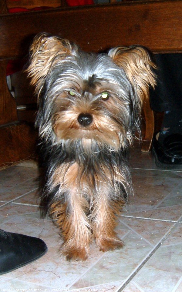 Photo de Yorkshire terrier