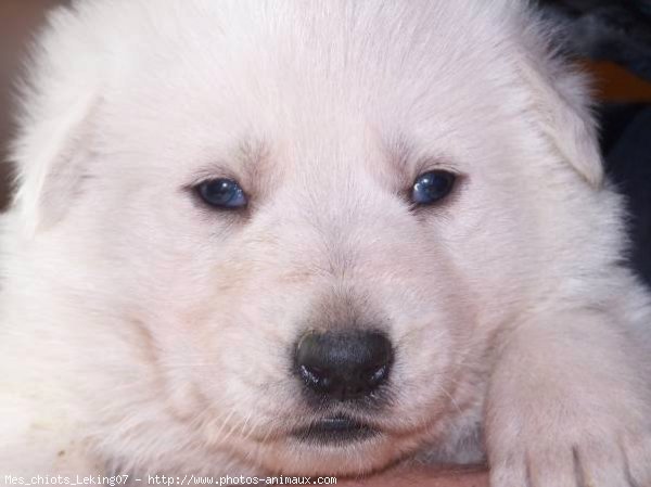 Photo de Berger blanc suisse