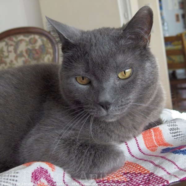 Photo de Chartreux