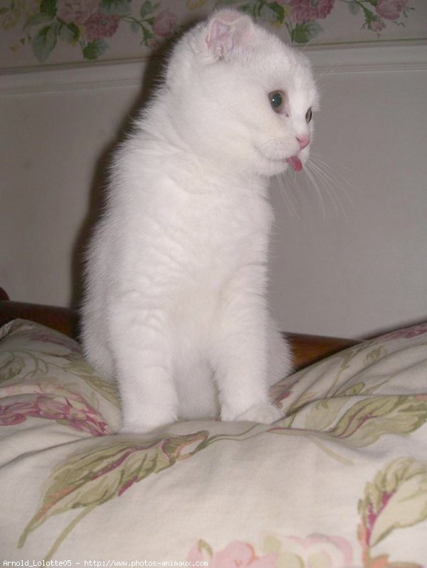 Photo de Scottish fold