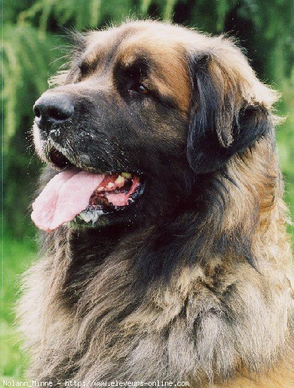 Photo de Leonberg