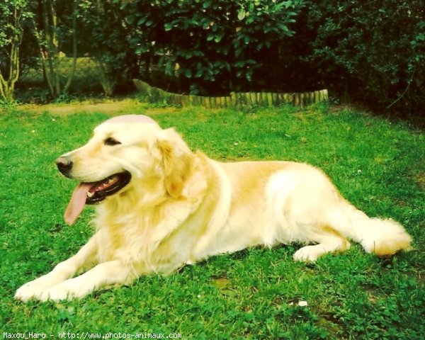 Photo de Golden retriever