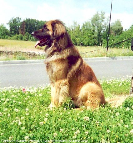 Photo de Leonberg