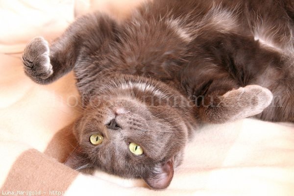 Photo de Chartreux