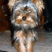 Photo de Yorkshire terrier