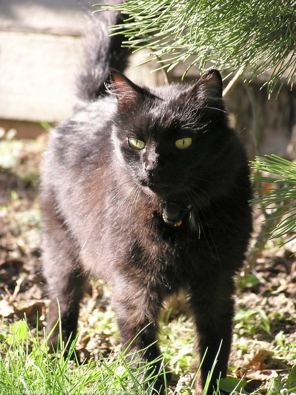 Photo de Chat domestique