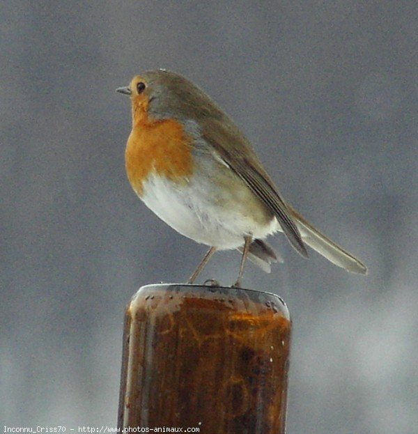 Photo de Rouge gorge