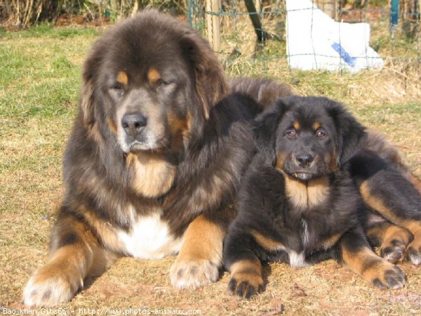 Photo de Dogue du tibet