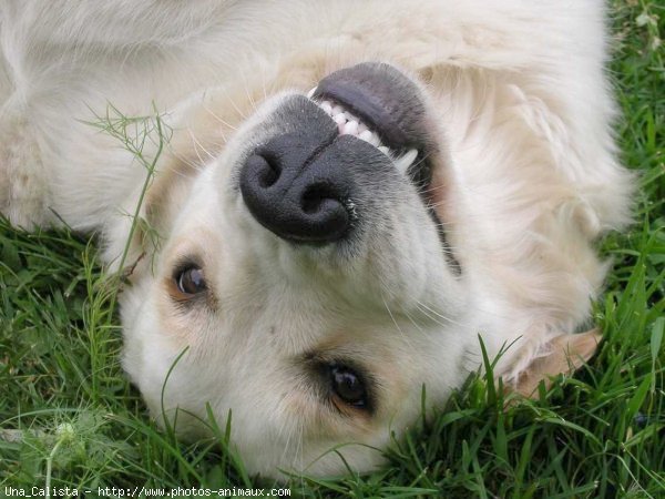 Photo de Golden retriever