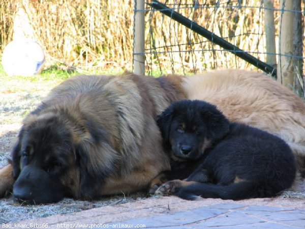 Photo de Dogue du tibet