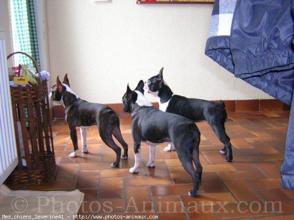 Photo de Boston terrier