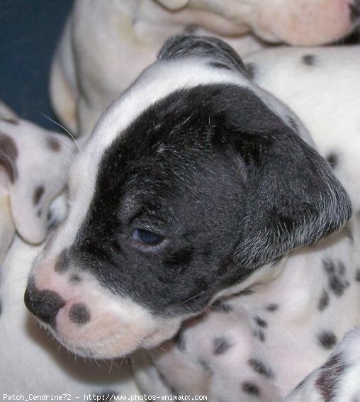 Photo de Dalmatien