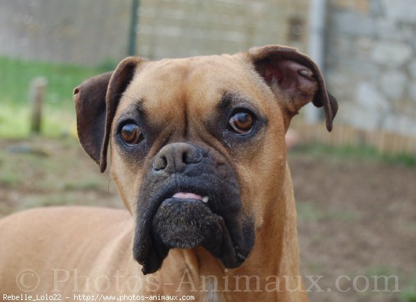 Photo de Boxer