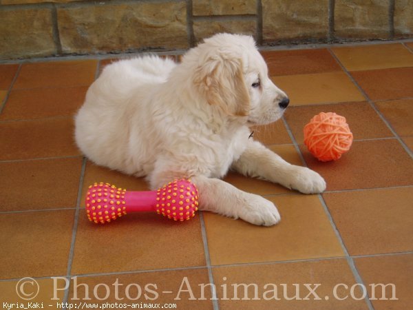 Photo de Golden retriever