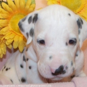 Photo de Dalmatien