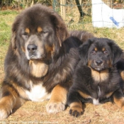 Photo de Dogue du tibet