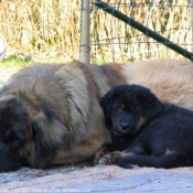 Photo de Dogue du tibet