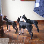 Photo de Boston terrier