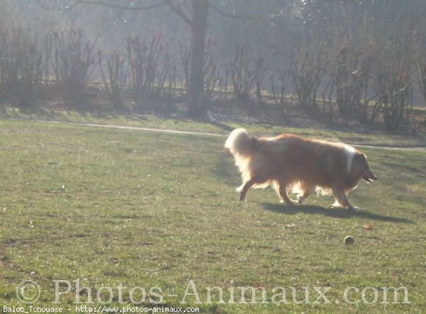 Photo de Colley  poil long