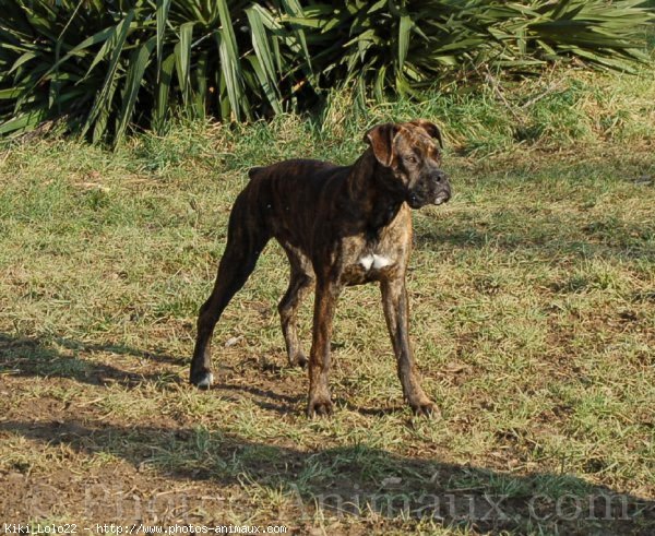 Photo de Boxer