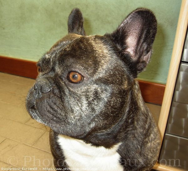 Photo de Bouledogue franais