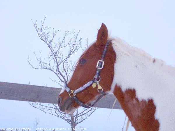 Photo de Paint horse