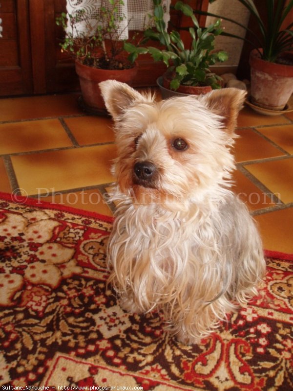 Photo de Yorkshire terrier