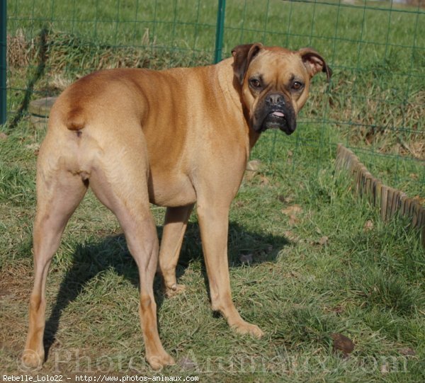 Photo de Boxer