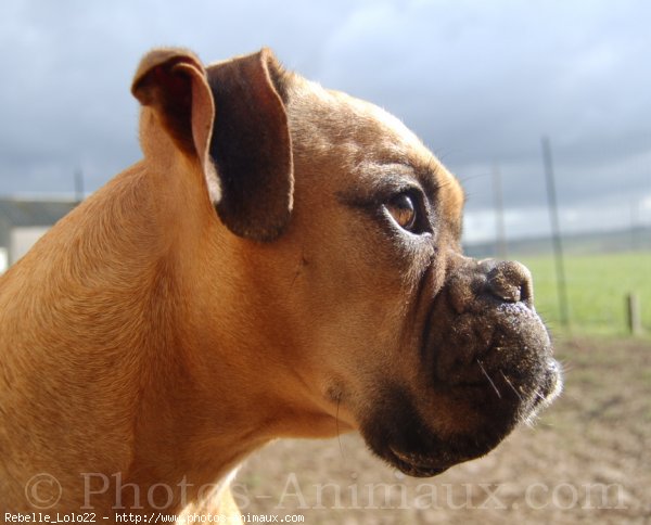 Photo de Boxer