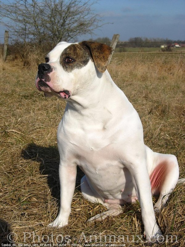 Photo de Bulldog americain