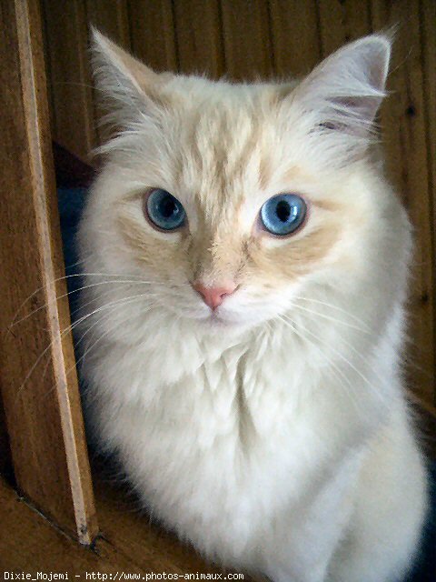 Photo de Ragdoll