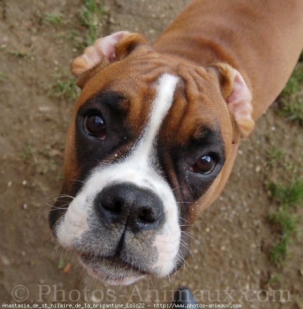 Photo de Boxer