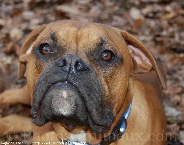 Photo de Boxer