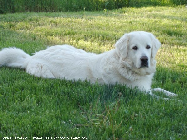 Photo de Chien de berger des tatras