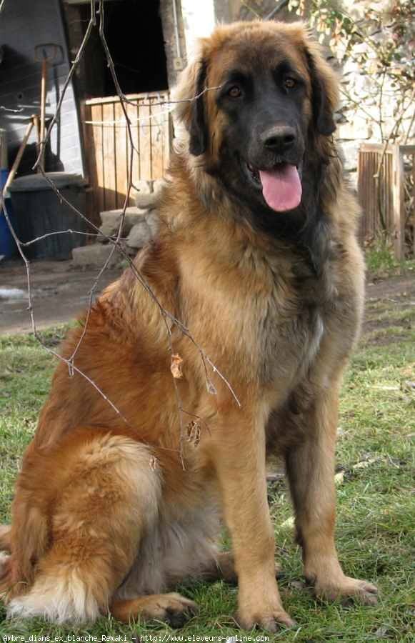 Photo de Leonberg