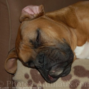 Photo de Boxer