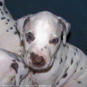 Photo de Dalmatien