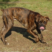 Photo de Boxer