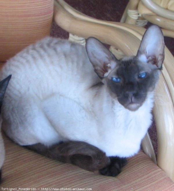 Photo de Cornish rex