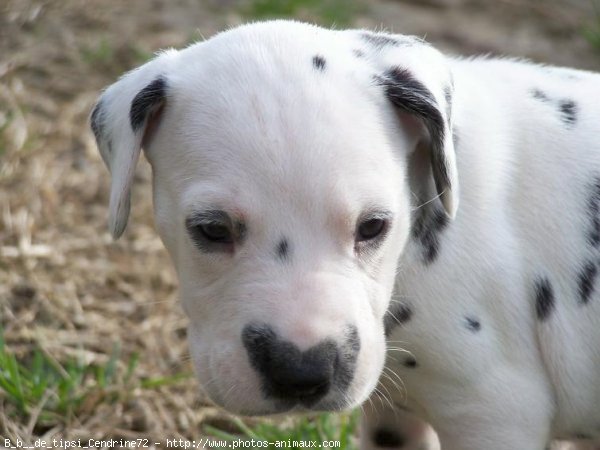 Photo de Dalmatien