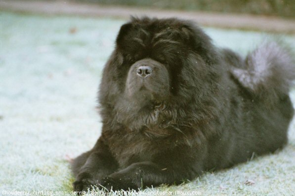 Photo de Chow chow